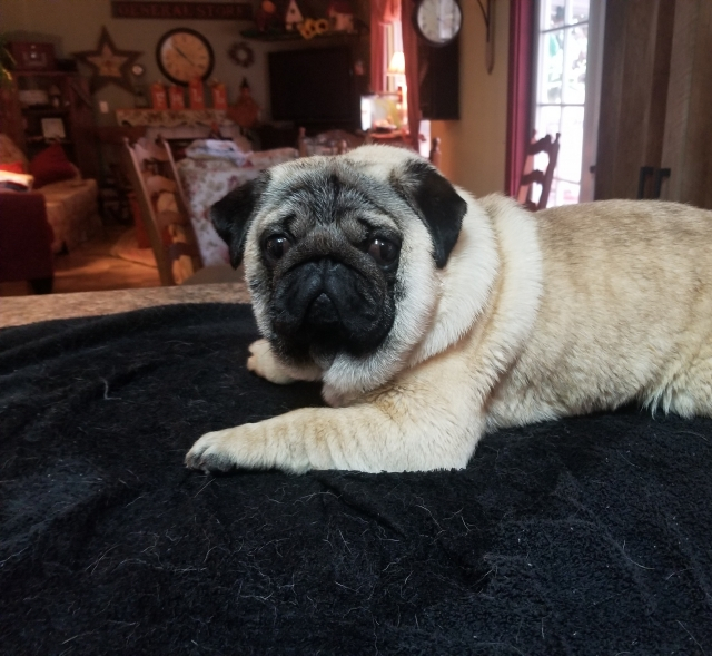 Baylee after bath Nov 2017