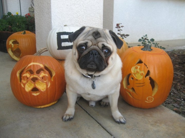 Happy Halloween from the Eldridges!
Memphis is growing up!