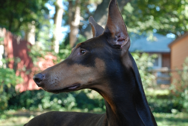 Vega, our guardian angel..we love you 