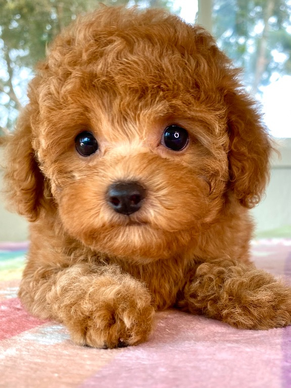Puppy