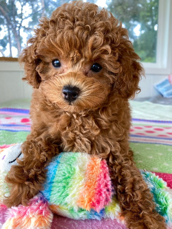 Coco