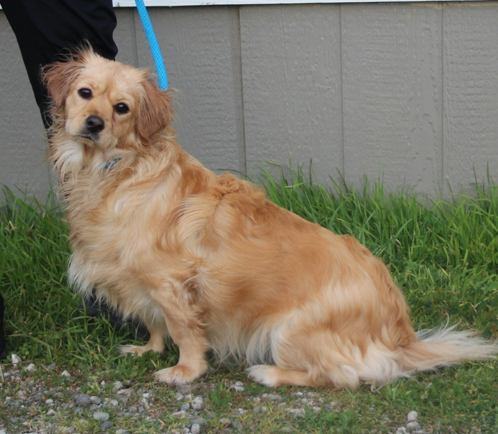 Hi I'm Boo! I am a 17 month old Spaniel mix! I was adopted from the SPCA as a pup and have returned because my adopter passed away. I am a sweet girl but am very confused and a little afraid. I warm up quickly outside the kennel but I don't like collars.